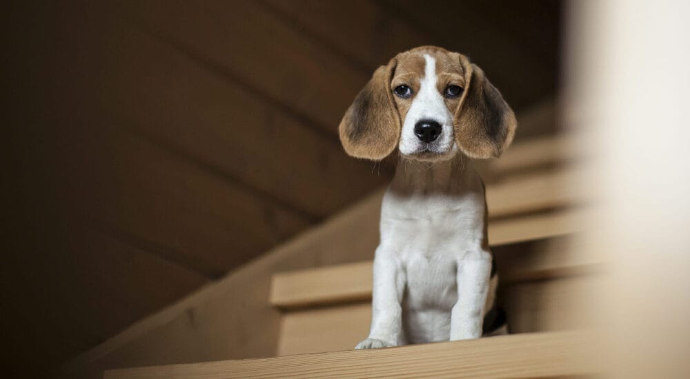 Why you should buy a stair runner for dogs