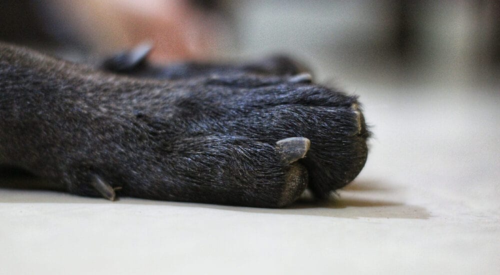 How to use styptic powder on dogs? How to use styptic powder on dogs?