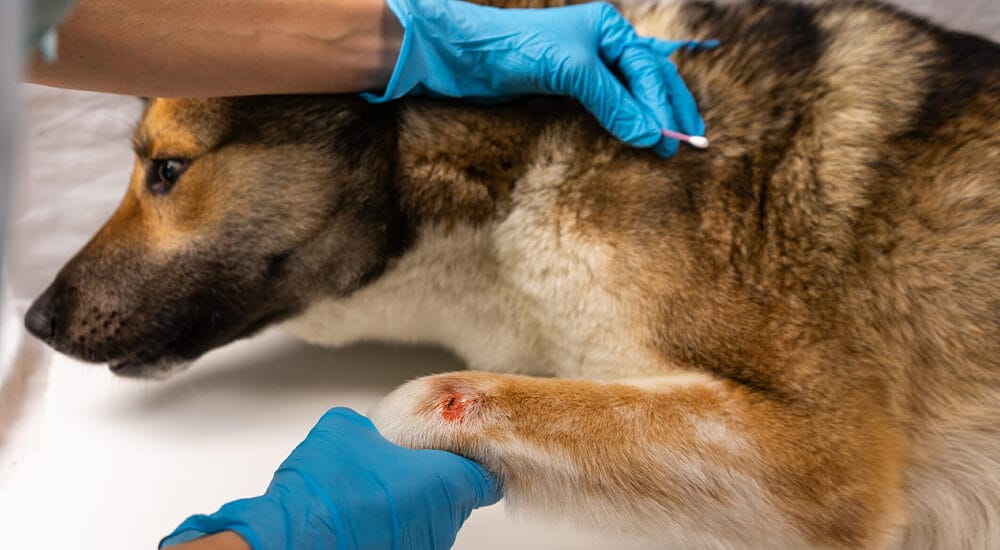 What is styptic powder for dogs?