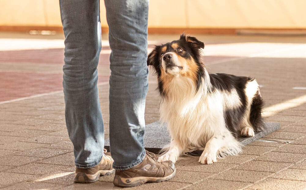 What are good training dog treats?
