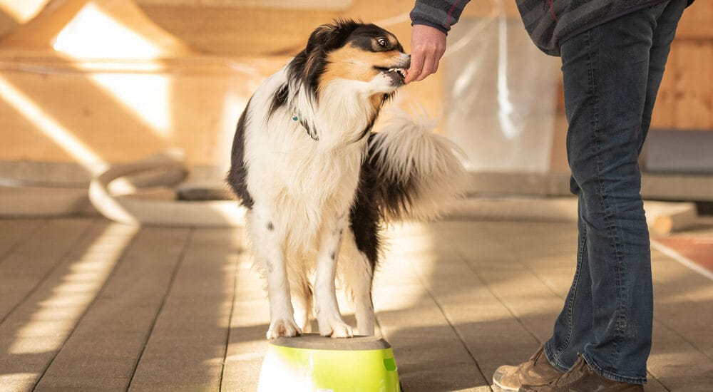 What are bad training dog treats? What are bad training dog treats?