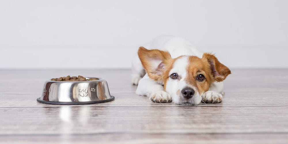 Should you give turkey tail to a healthy dog?