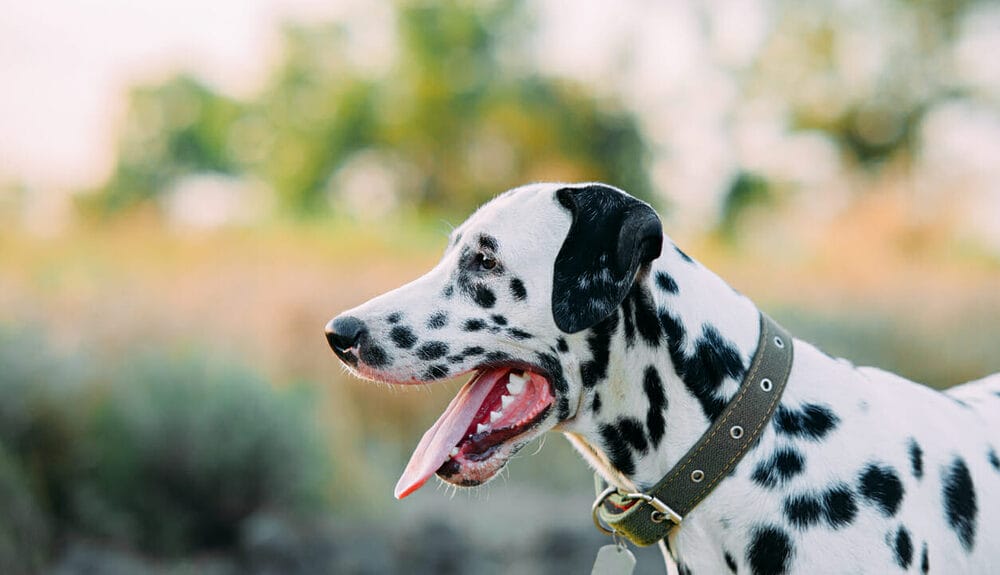 The Importance of Proper Tag Attachment