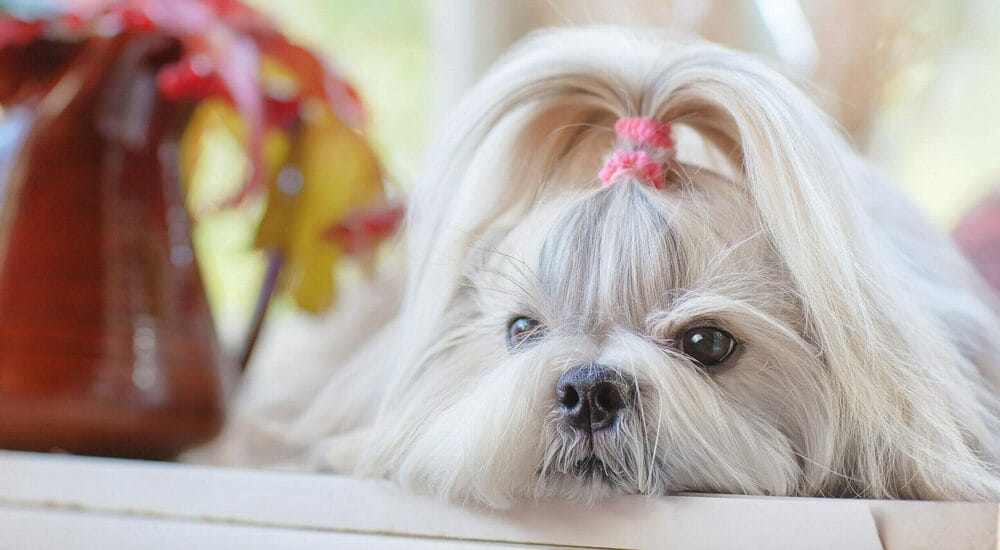 best wet dog food for Shih Tzu