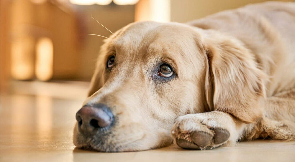 Electric shock symptoms in dogs Electric shock symptoms in dogs