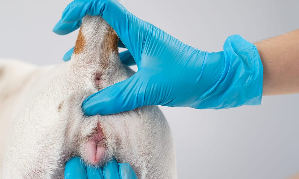 What are dog anal glands?