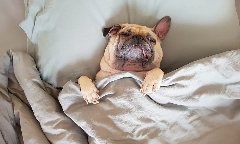 What causes anal gland disease?