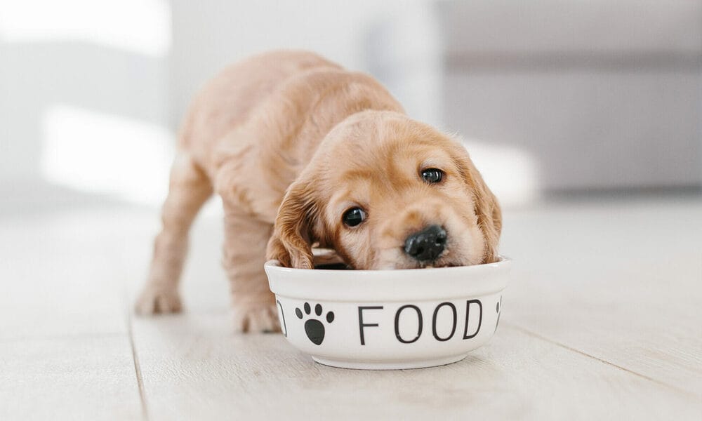 How to avoid gallbladder issues in dogs