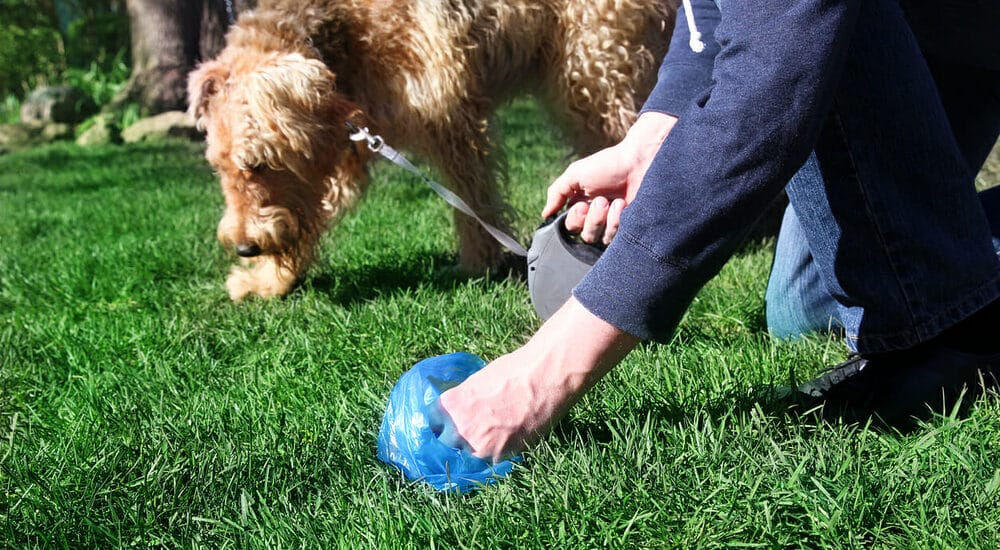 Other methods to get rid of dog poop Other methods to get rid of dog poop