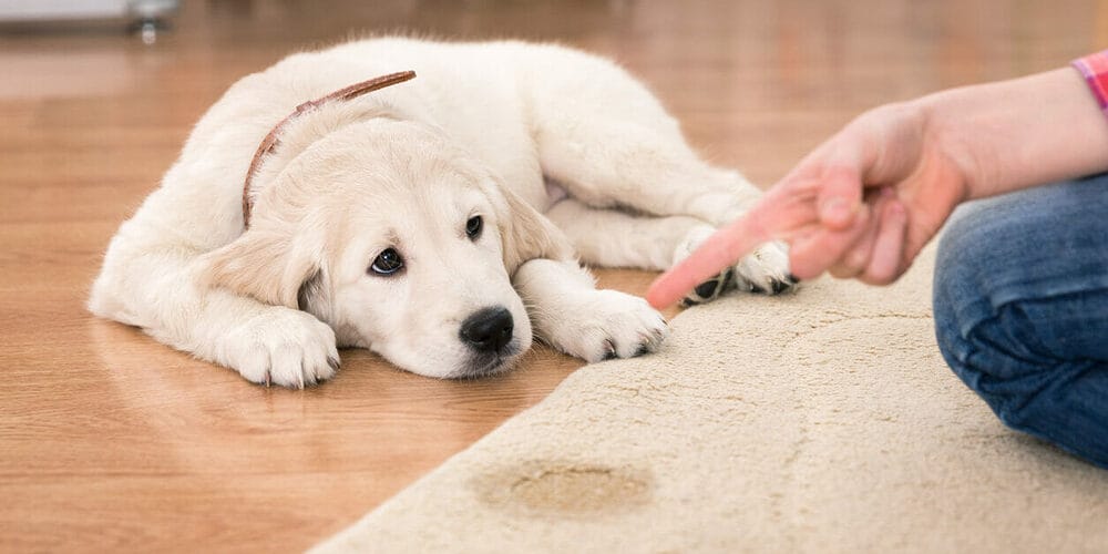 What Diseases Can You Get From Dog Urine/Feces?