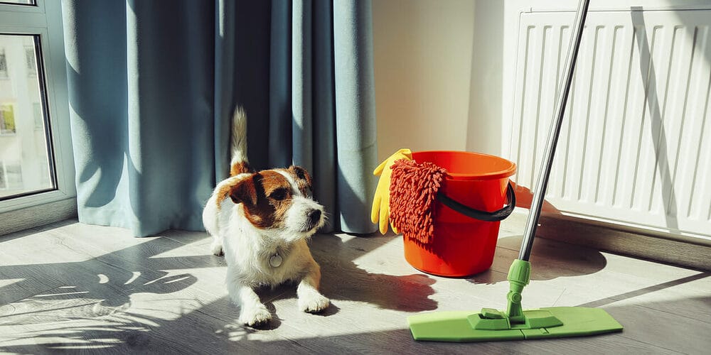 How To Clean Dog Poop Properly