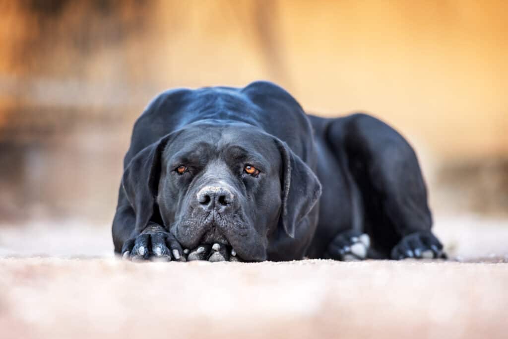 What were mastiffs used for?