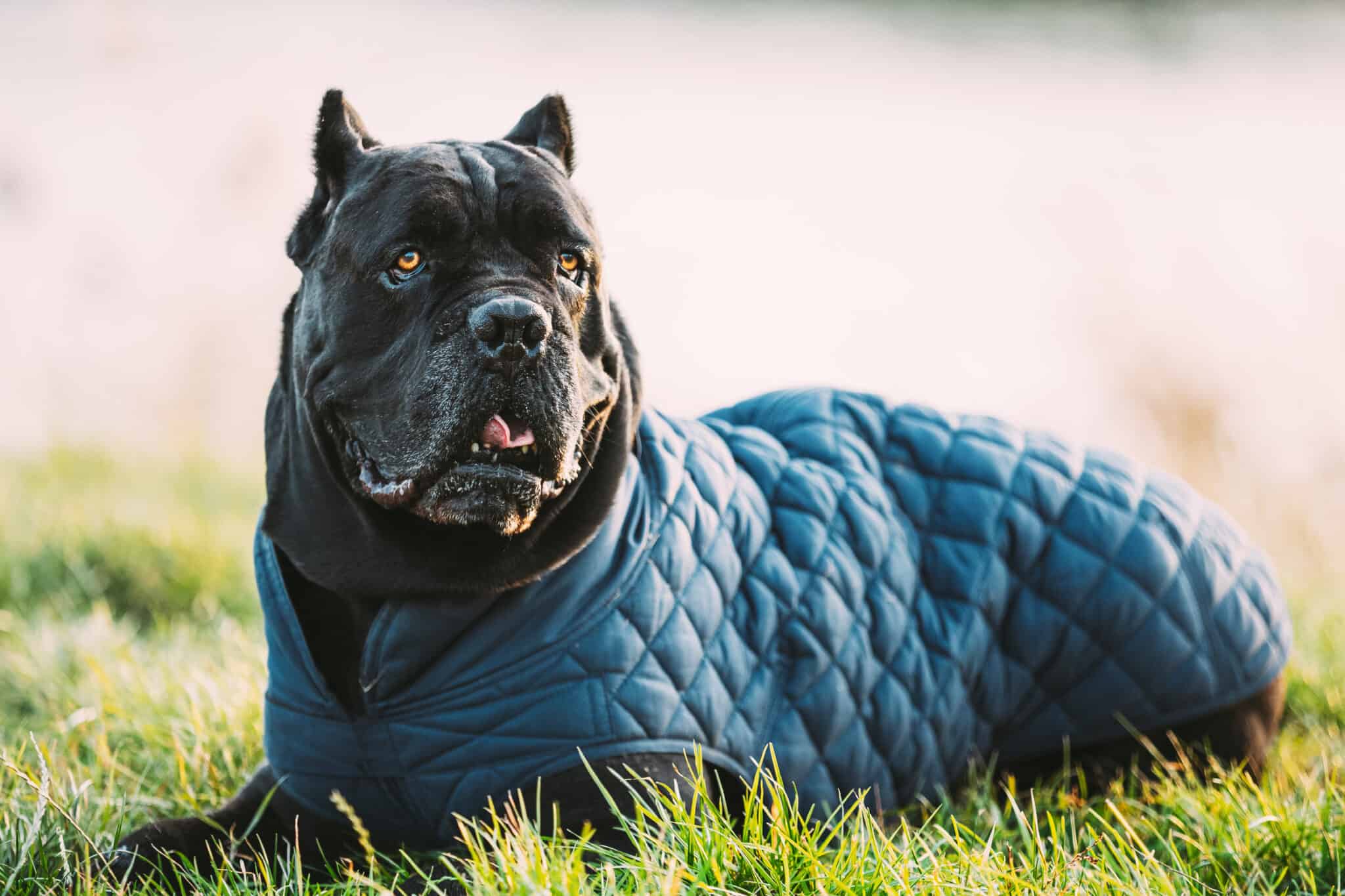 What is the biggest breed of mastiff?