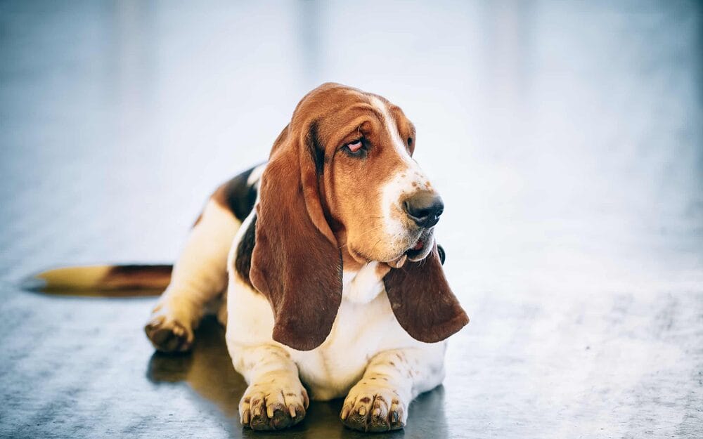 Basset hound hair loss