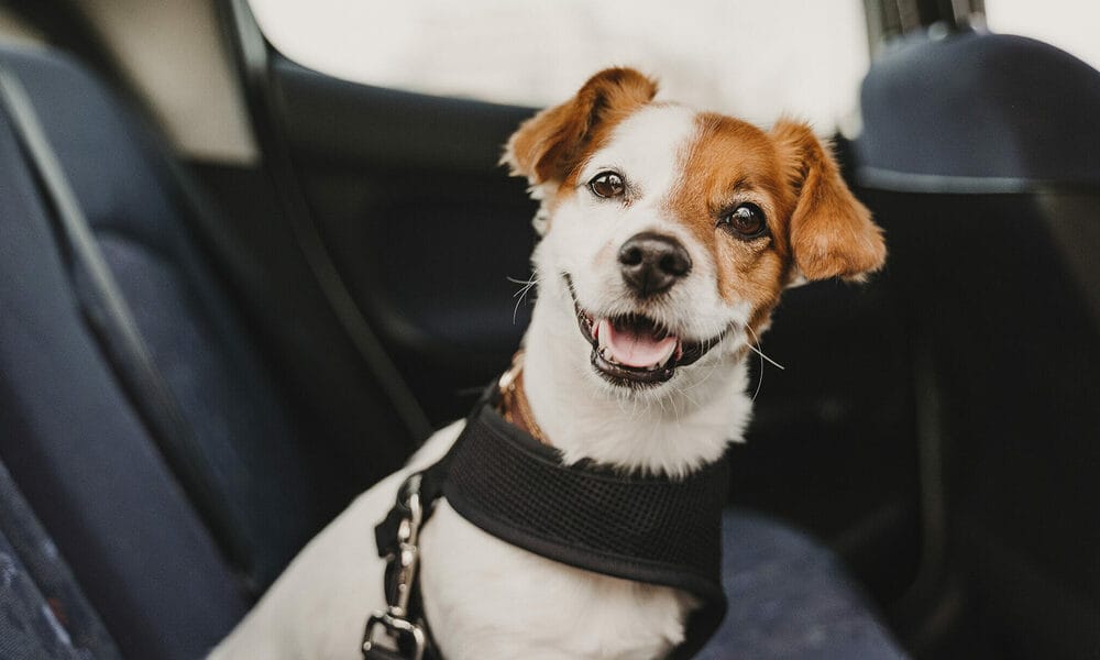 Is a car ride mentally stimulating for your dog? Is a car ride mentally stimulating for your dog?
