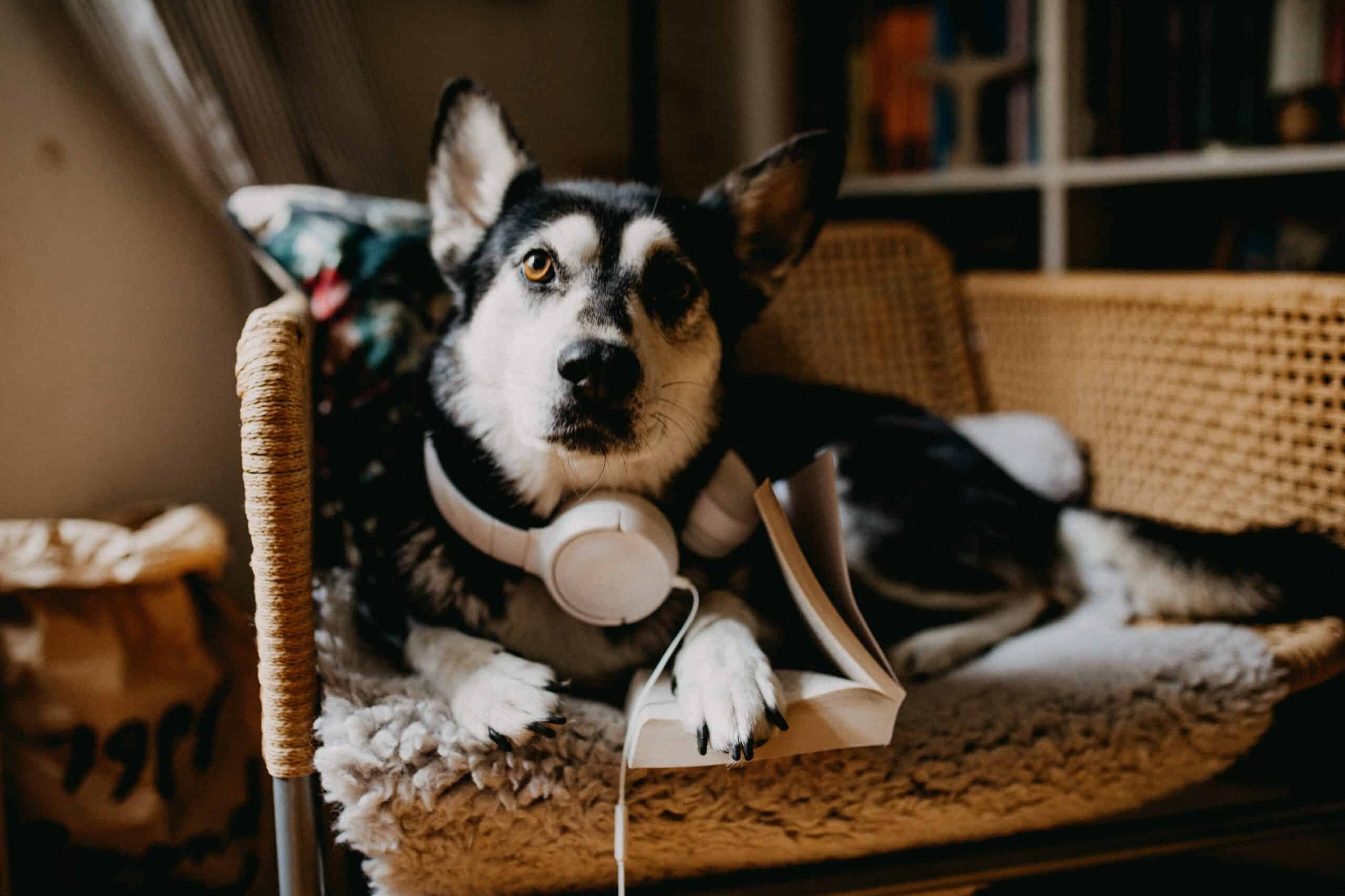 Husky sleeping positions
