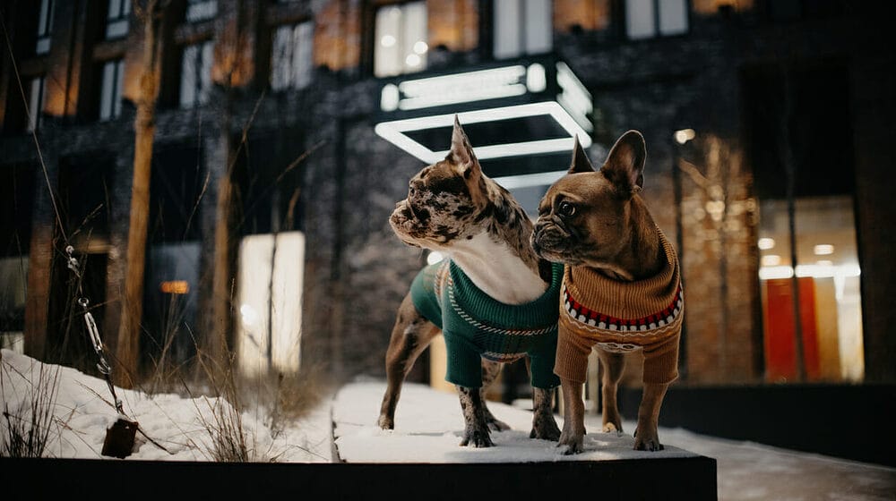 Bring Your Canine Indoors After Dark Bring Your Canine Indoors After Dark