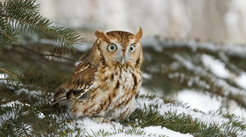 Will Owls Really Target Your Dog