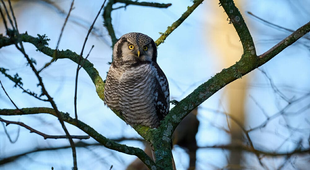 Northern Hawk Owls Northern Hawk Owls