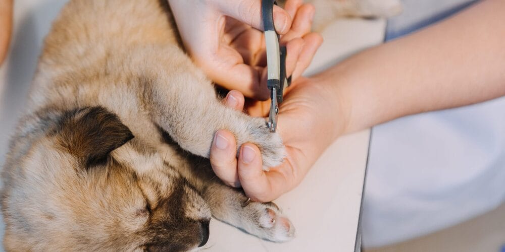puppy getting his nails clipped