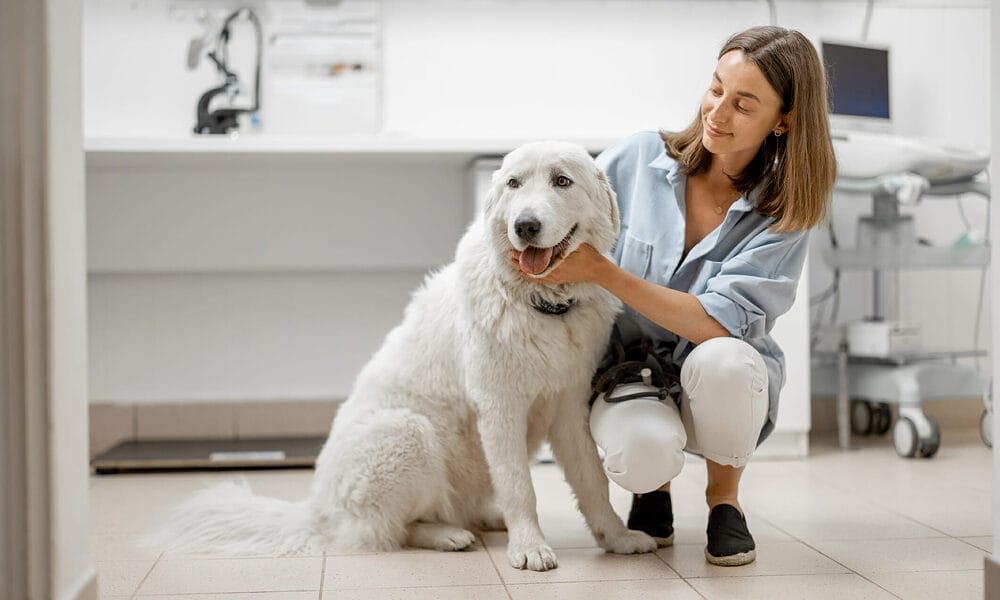 What about anal gland removal? What about anal gland removal?