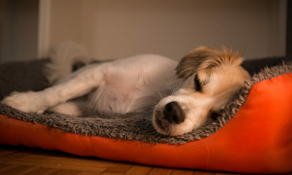 Is it possible for the anal gland to rupture? Is it possible for the anal gland to rupture?