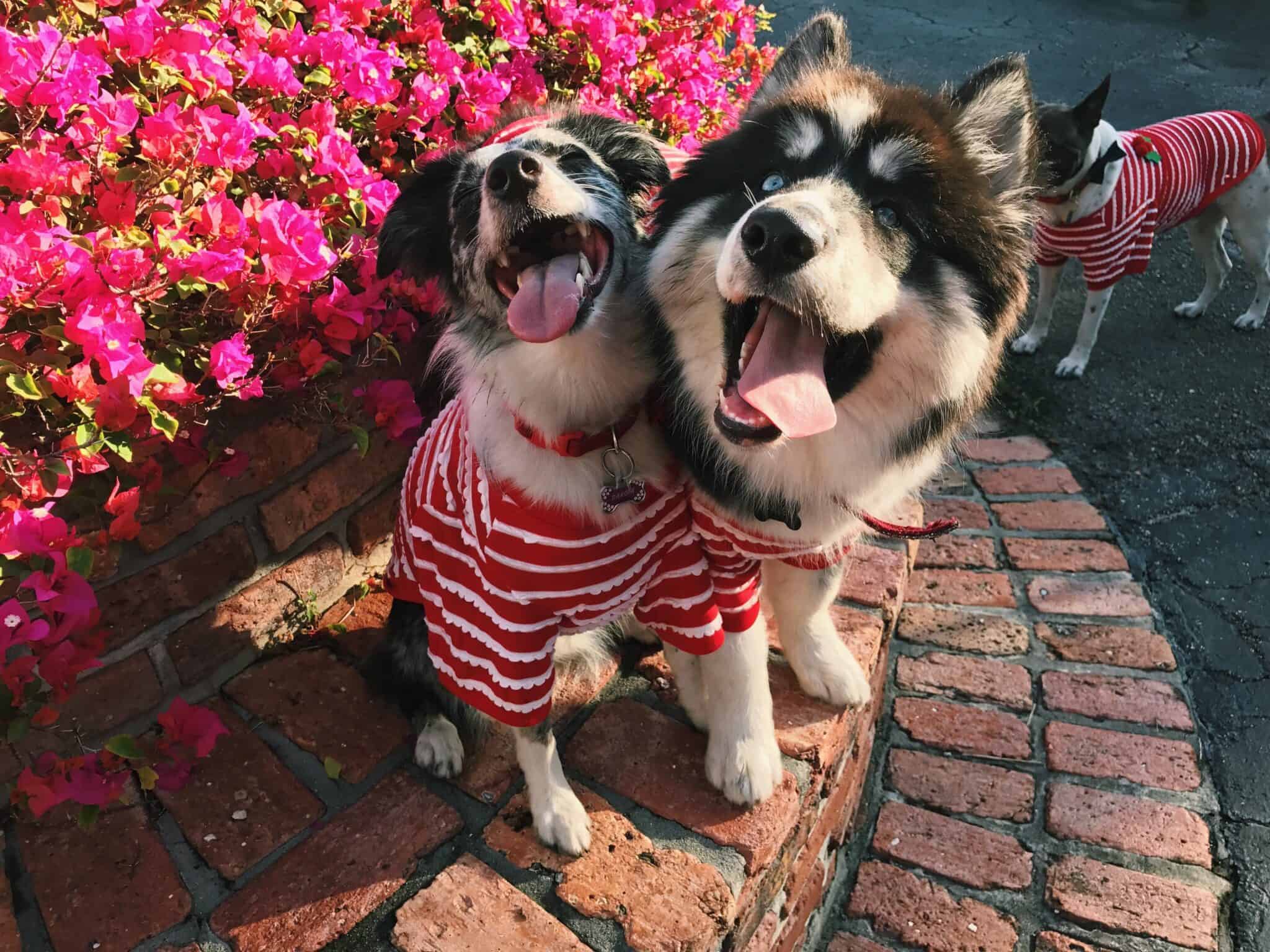 How long does it take for them to recognize each other?