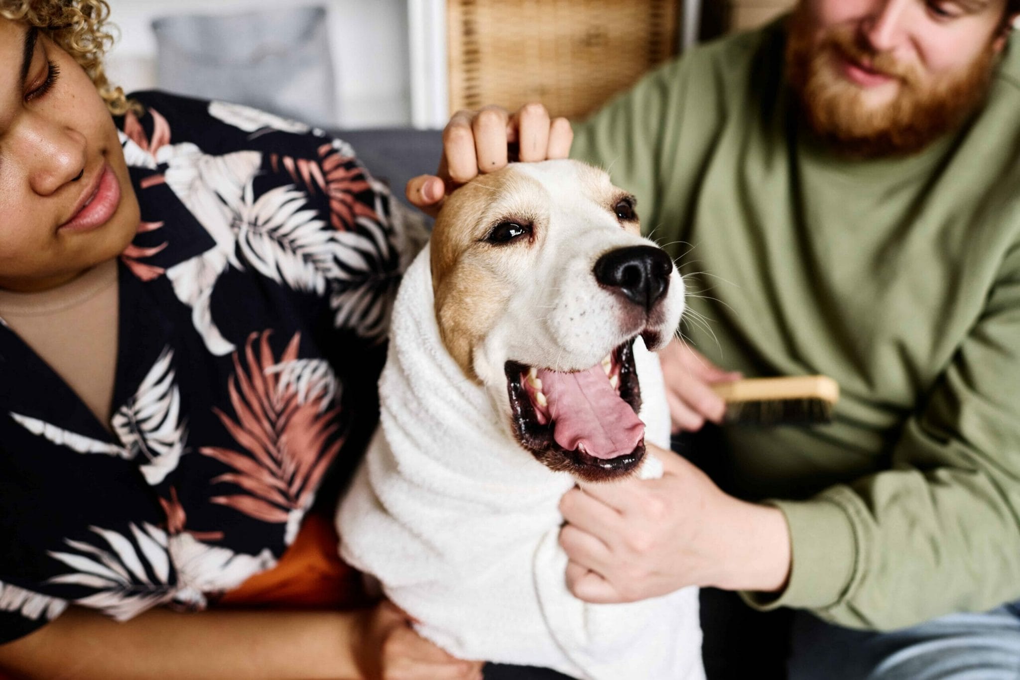 Possible reasons for why my dog doesnt recognize dogs that have been groomed.