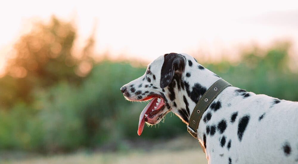 Do Dogs Have to Wear ID Tags