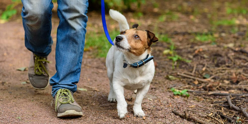 When should you be concerned about white dog poop? When should you be concerned about white dog poop?