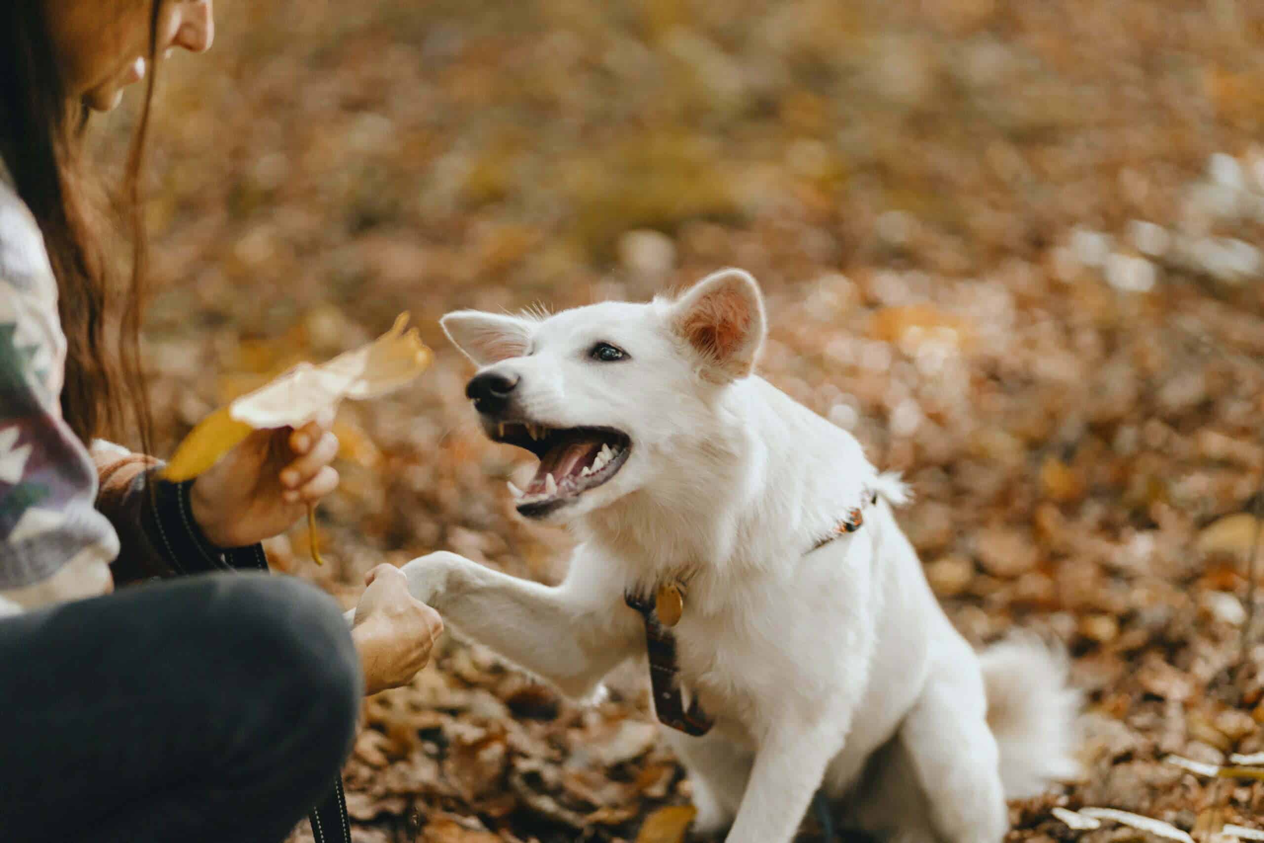 So, how do I get my dog to stop pulling on a walk?