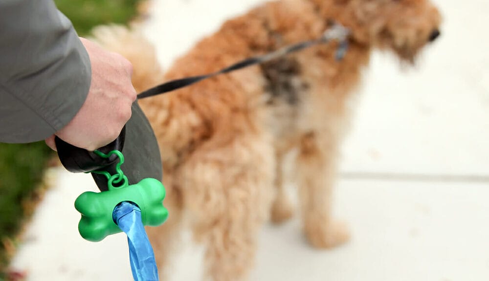 Frequent potty breaks Frequent potty breaks