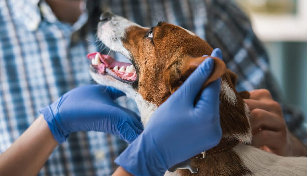 Your dog suffers from an anal gland infection Your dog suffers from an anal gland infection