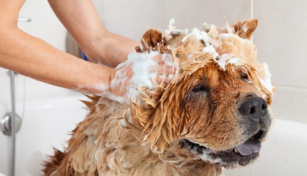 Secrete from the glands got on the fur Secrete from the glands got on the fur