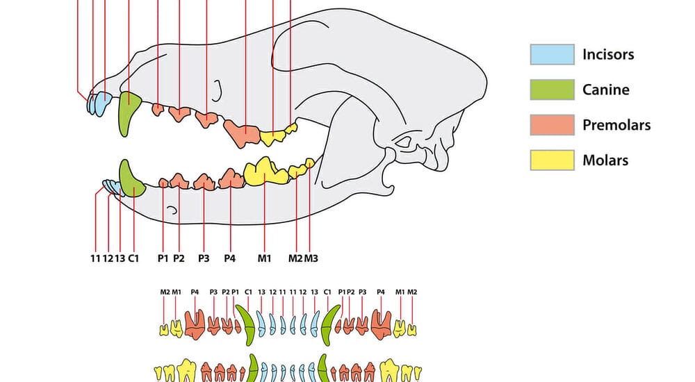 The Science Behind The Tooth The Science Behind The Tooth