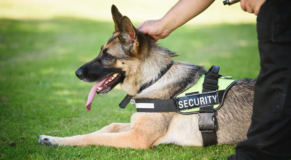 What Happens When A Dog’s Teeth Fractures? What Happens When A Dog’s Teeth Fractures?