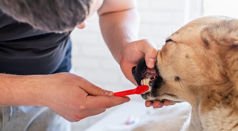 Bleeding Gums Can Signify Gum Disease
