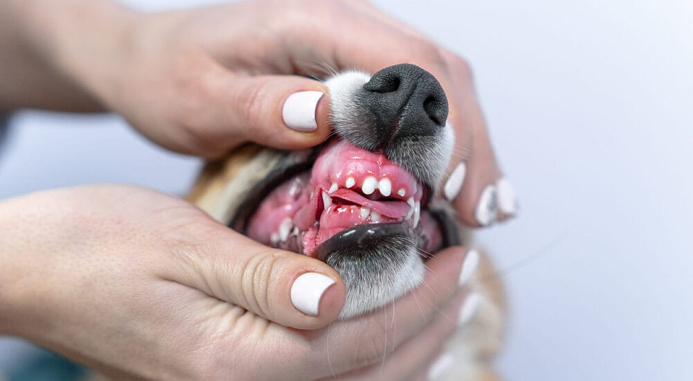 Bleeding Gums and Periodontal Disease