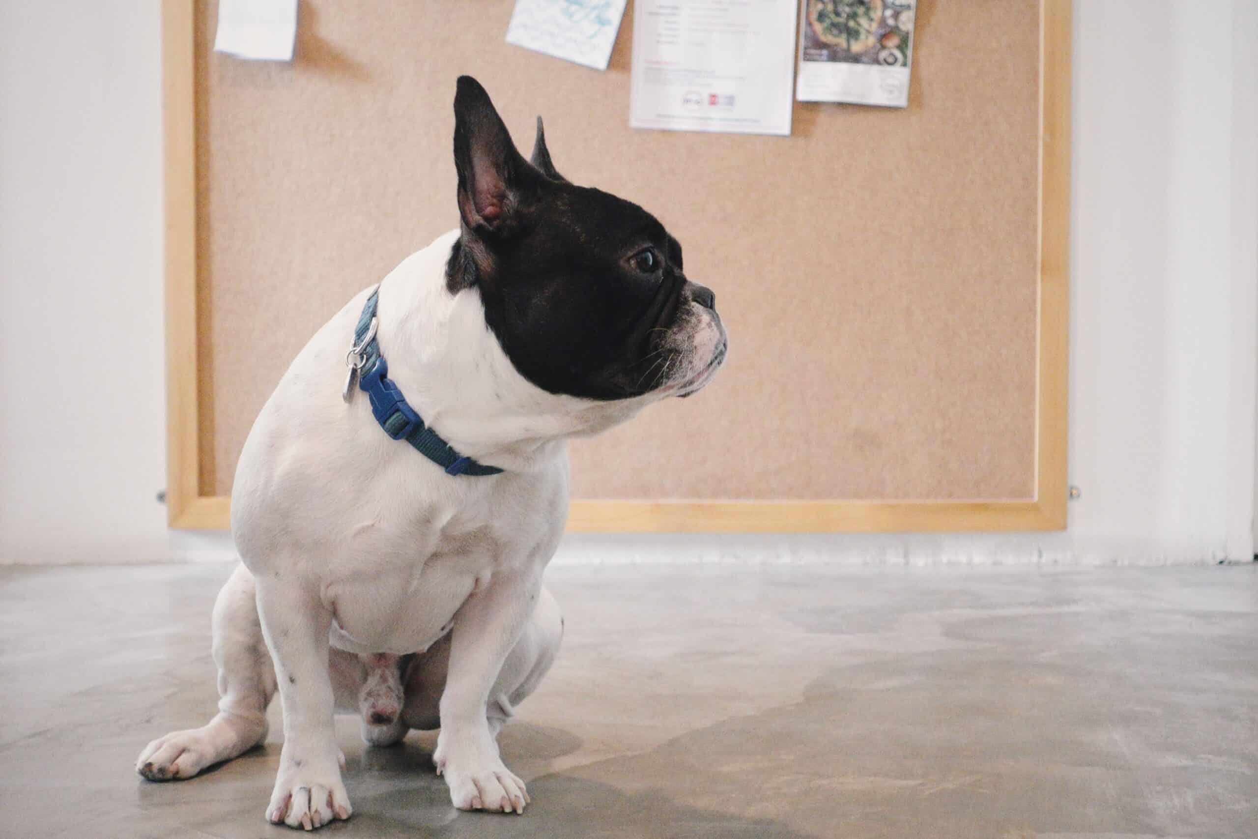 dogs with abs - the bulldog