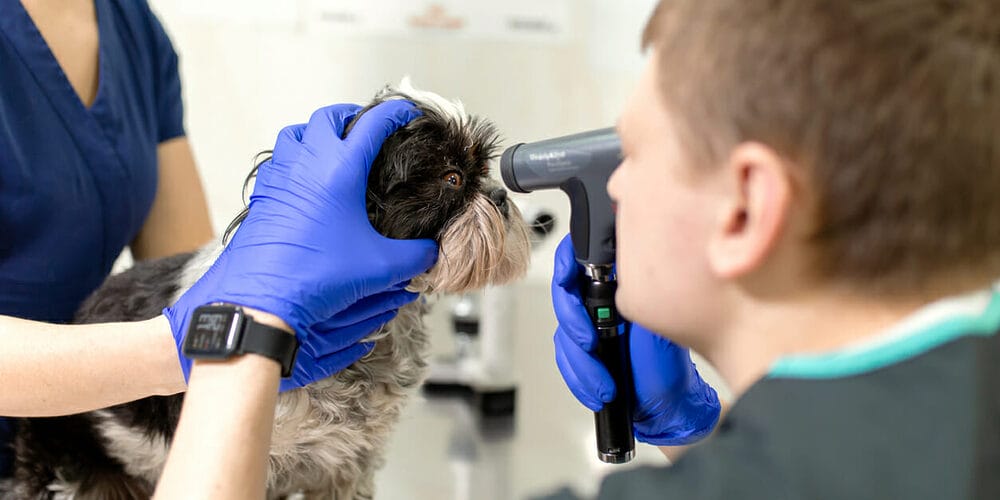 How are cataracts diagnosed