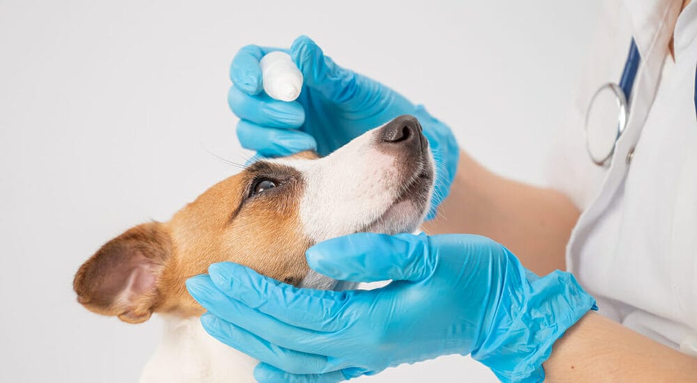 What about cataract eye drops for dogs What about cataract eye drops for dogs