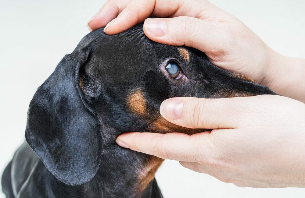 What are cataracts and how do they affect the eye?