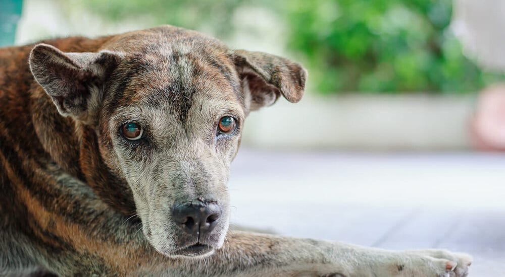 Hereditary cataracts Hereditary cataracts