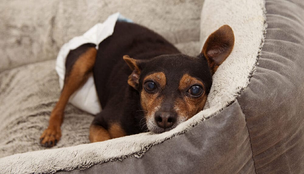 What are cataracts in dogs and what do they see