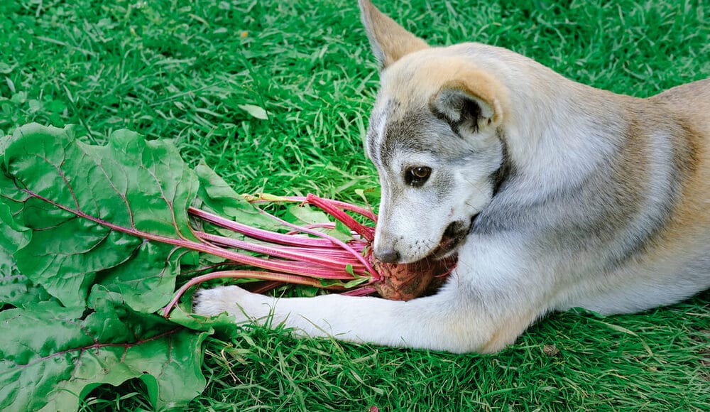 Beets for dogs Beets for dogs