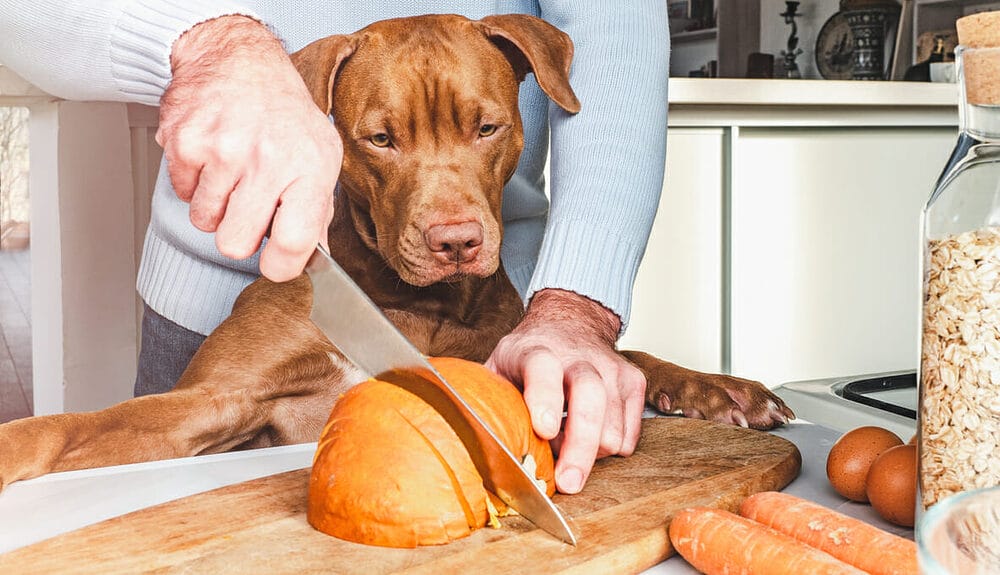 Adorable, pretty puppy and handsome man preparing a healthy breakfast Adorable, pretty puppy and handsome man preparing a healthy breakfast. Closeup, indoors. Day light, studio photo. Concept of care pet and healthy, delicious food