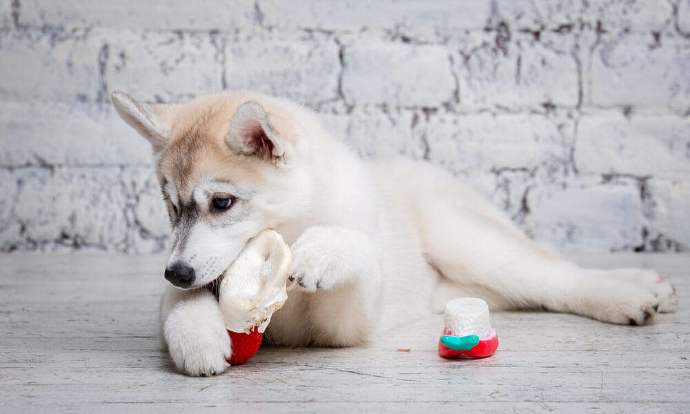 What about pig’s ears, hooves and raw hides