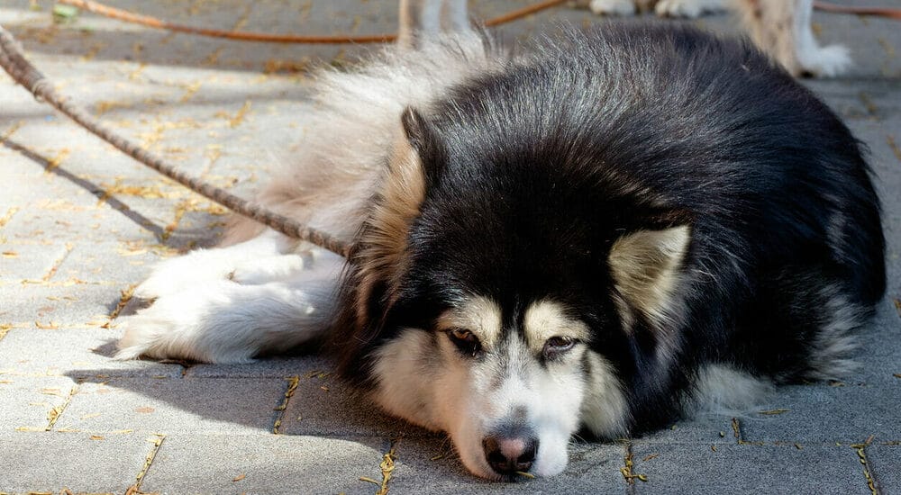 Why is my dog underweight?