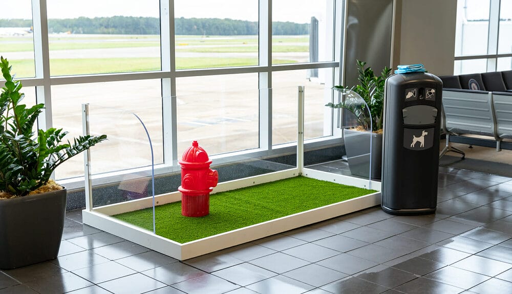 Can you prevent your dog from relieving itself in the cabin? Can you prevent your dog from relieving itself in the cabin?