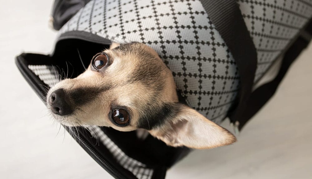 Can dogs hold their pee or poop for long enough?